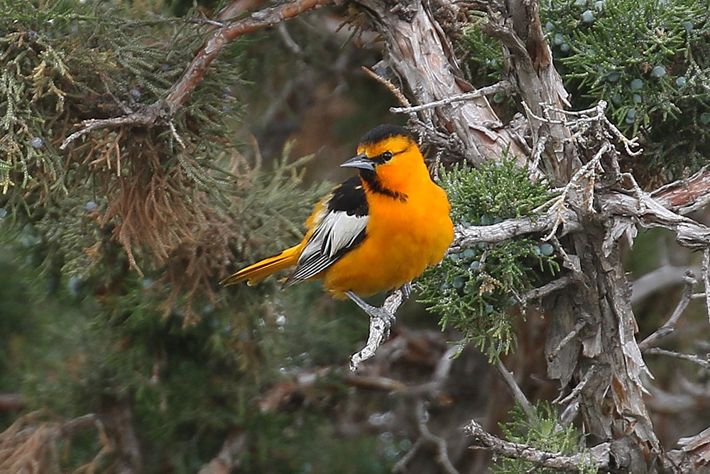 Bullock's Oriole by Mick Dryden