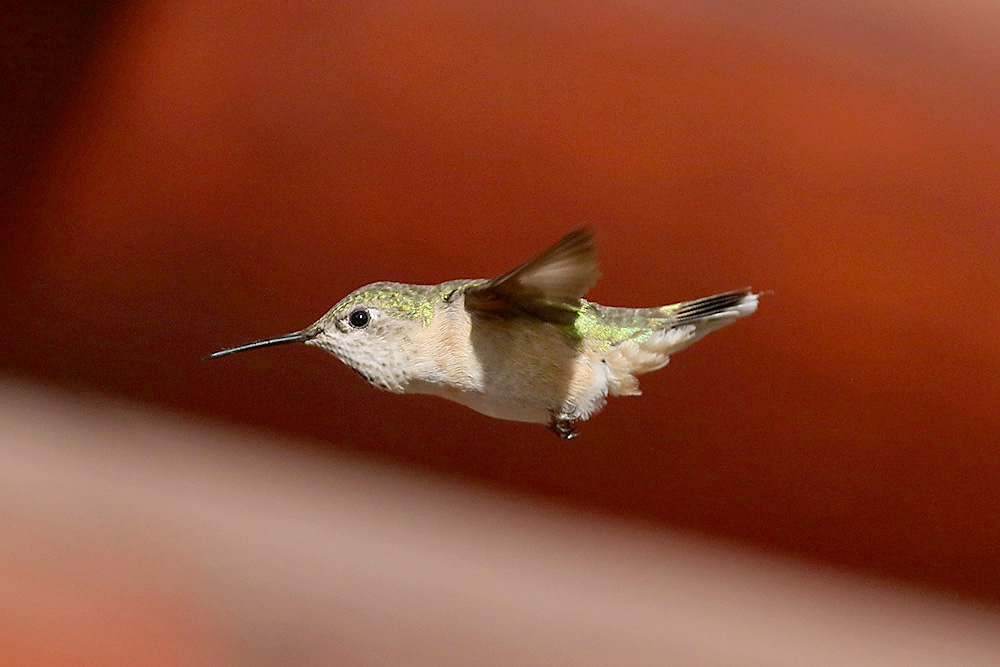 Calliope Hummingbird by Mick Dryden