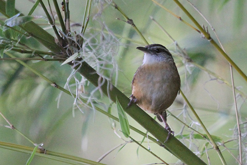 Carolina Wren by Miranda Collett