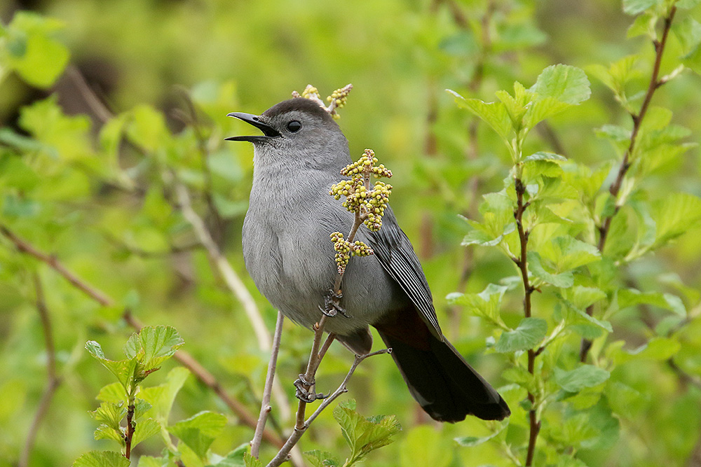 Gray Catbird by Mick Dryden