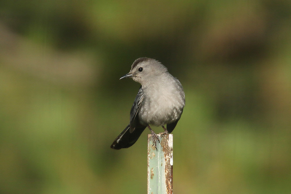 Catbird by Mick Dryden