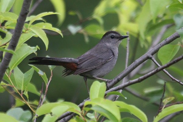 Catbird by Mick Dryden