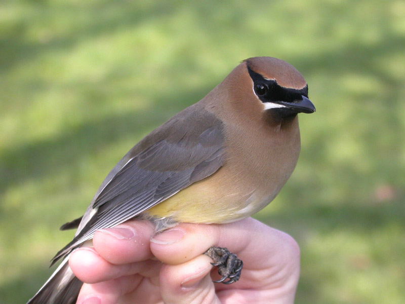 Cedar Waxwing by Georg Hentsch