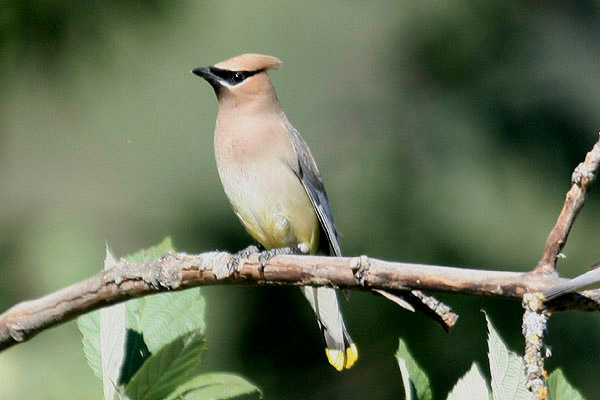 Cedar Waxwing by Mick Dryden