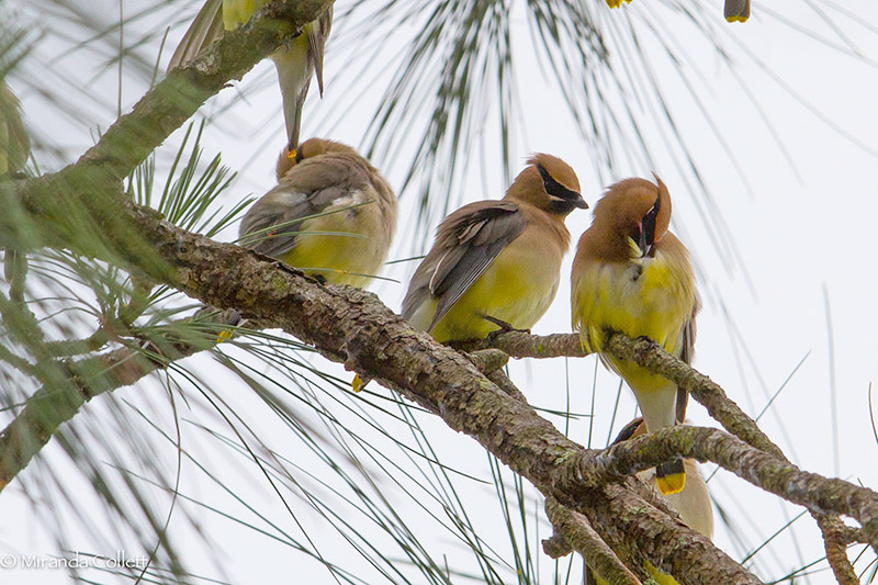 Cedar Waxwing by Miranda Collett