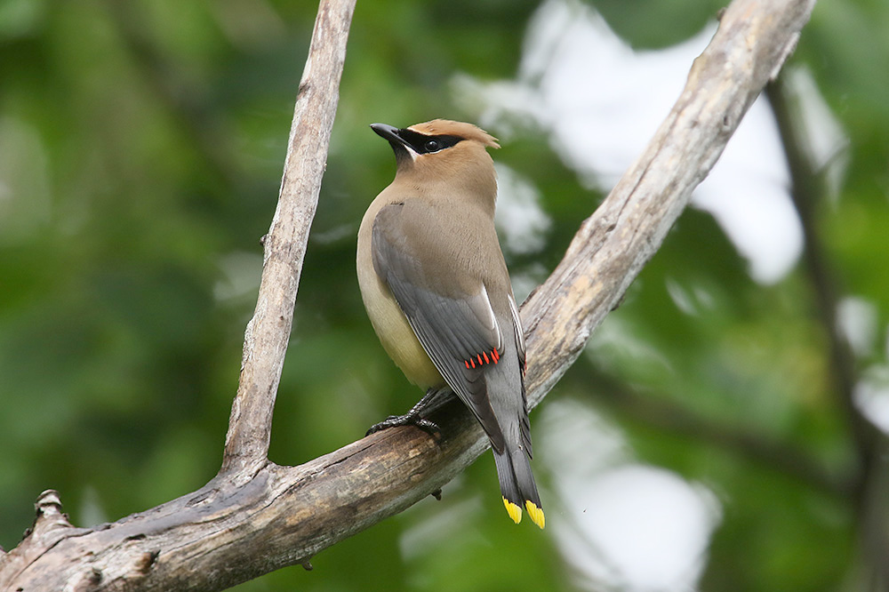 Cedar Waxwing by Mick Dryden