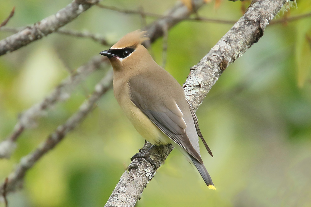 Cedar Waxwing by Mick Dryden
