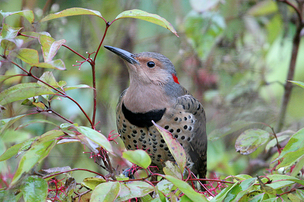 Northern Flicker by Mick Dryden