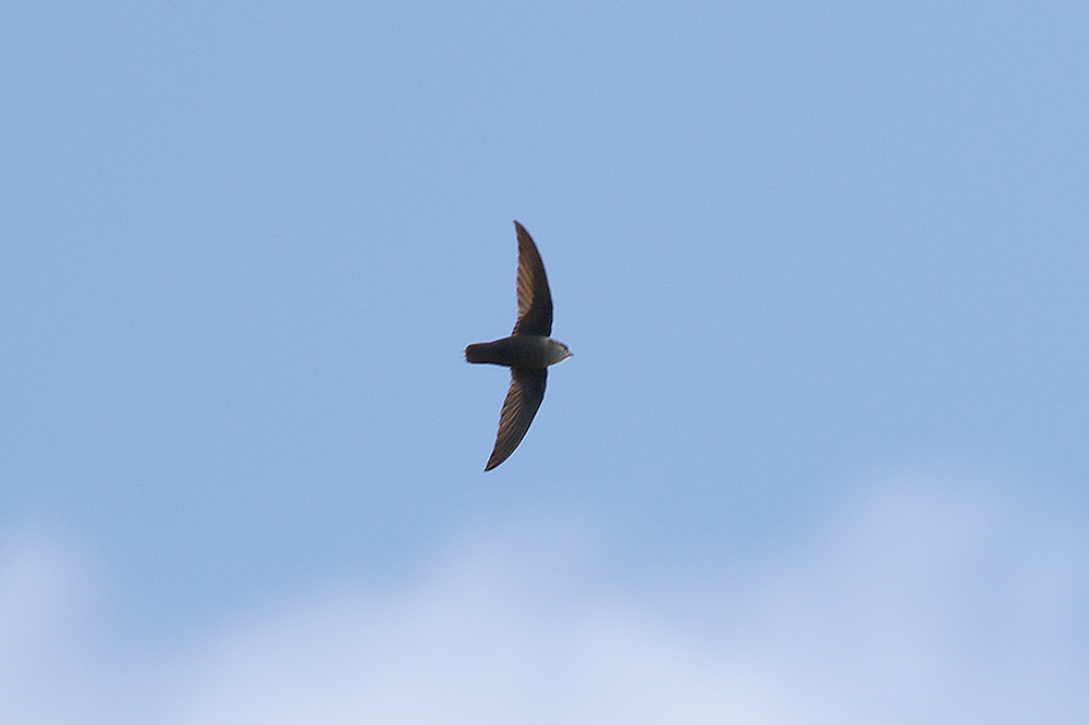 Chimney Swift by Mick Dryden