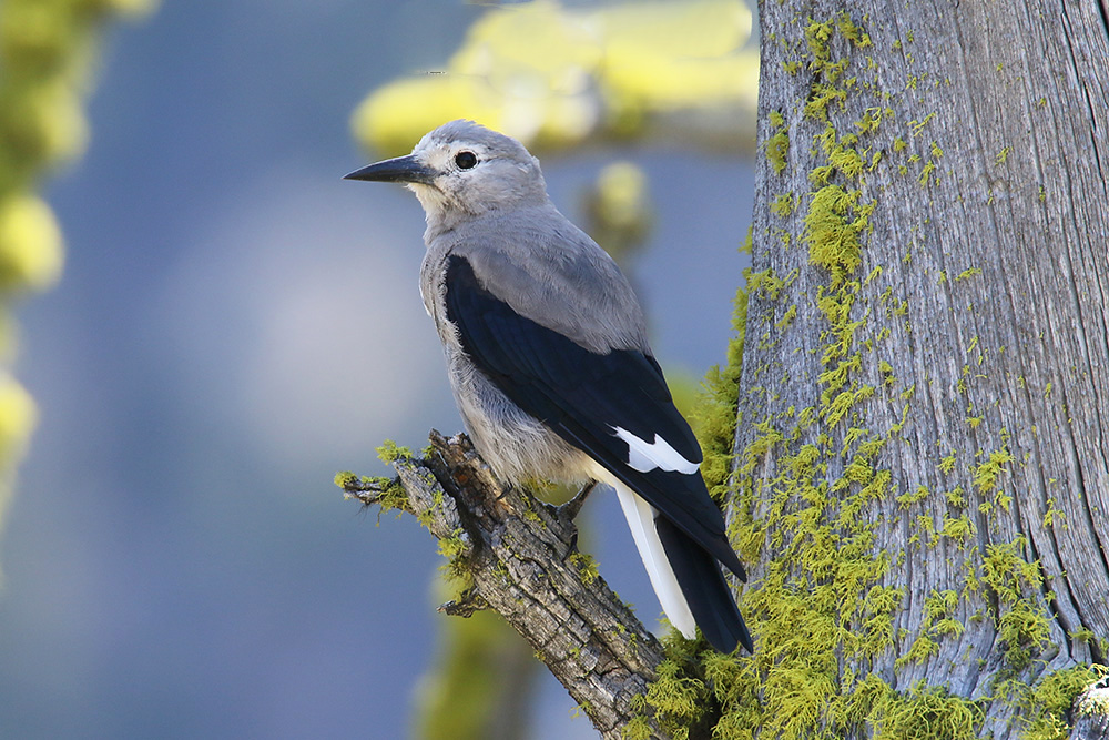 Clark's Nutcracker by Mick Dryden