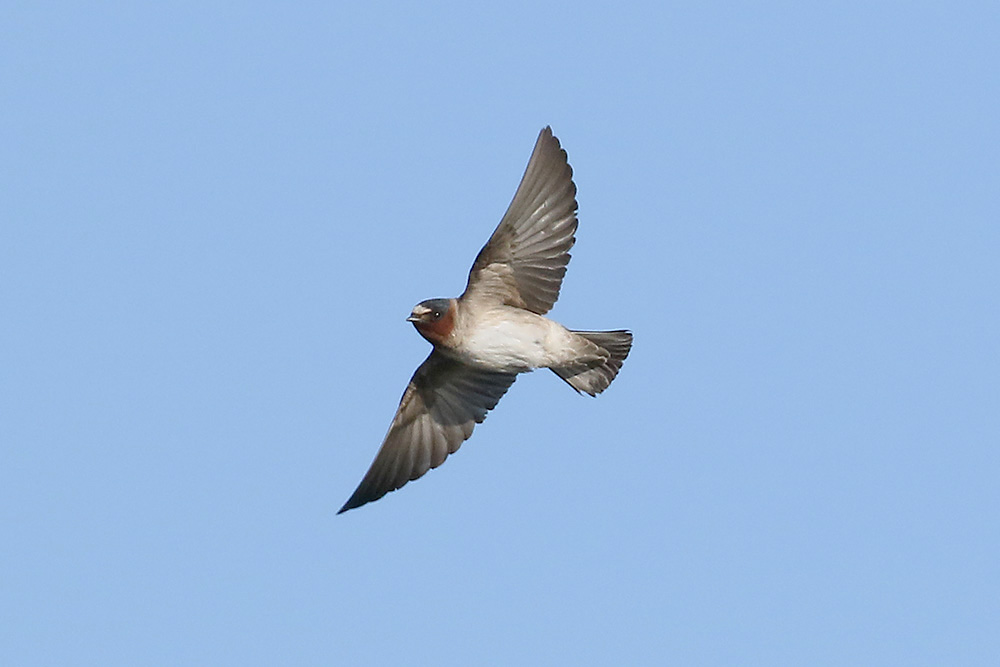 Cliff Swallow by Mick Dryden