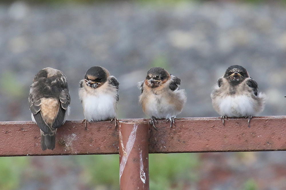 Cliff Swallow by Mick Dryden