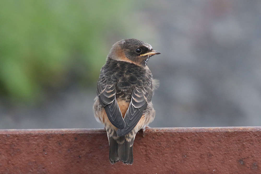 Cliff Swallow by Mick Dryden