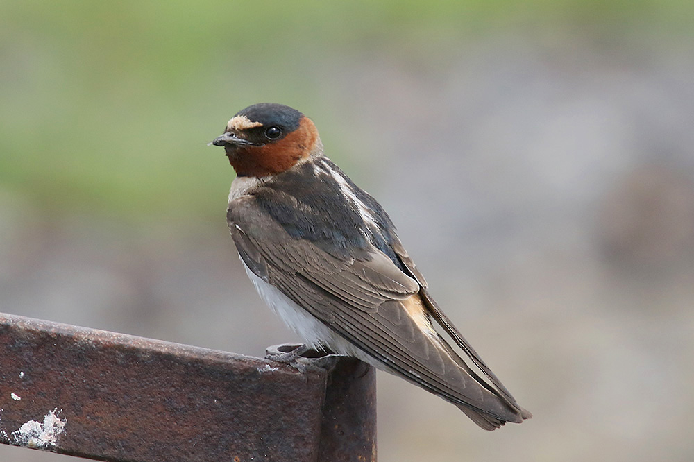 Cliff Swallow by Mick Dryden