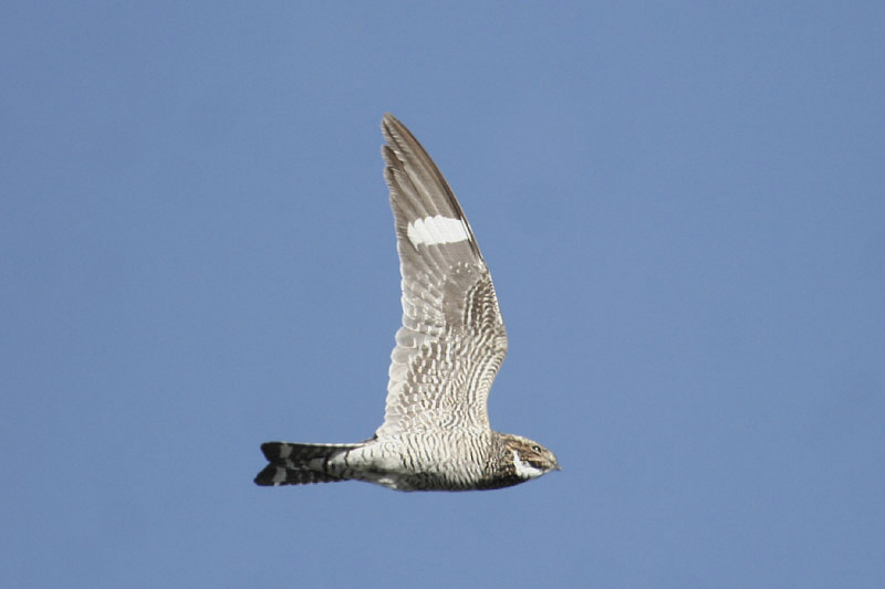 Common Nighthawk by Mick Dryden