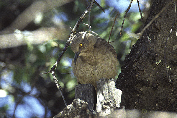 Curve billed Thrasher by Mick Dryden