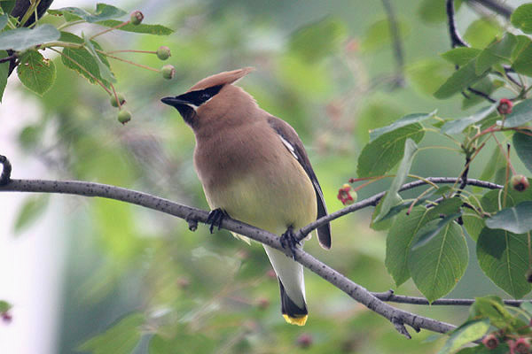 Cedar Waxwing by Mick Dryden