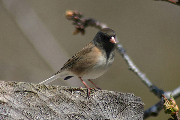 Dark eyed Junco by Mick Dryden