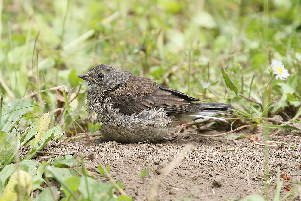 Dark-eyed Junco by Mick Dryden