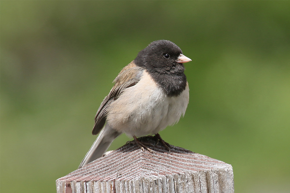 Dark-eyed Junco by Mick Dryden