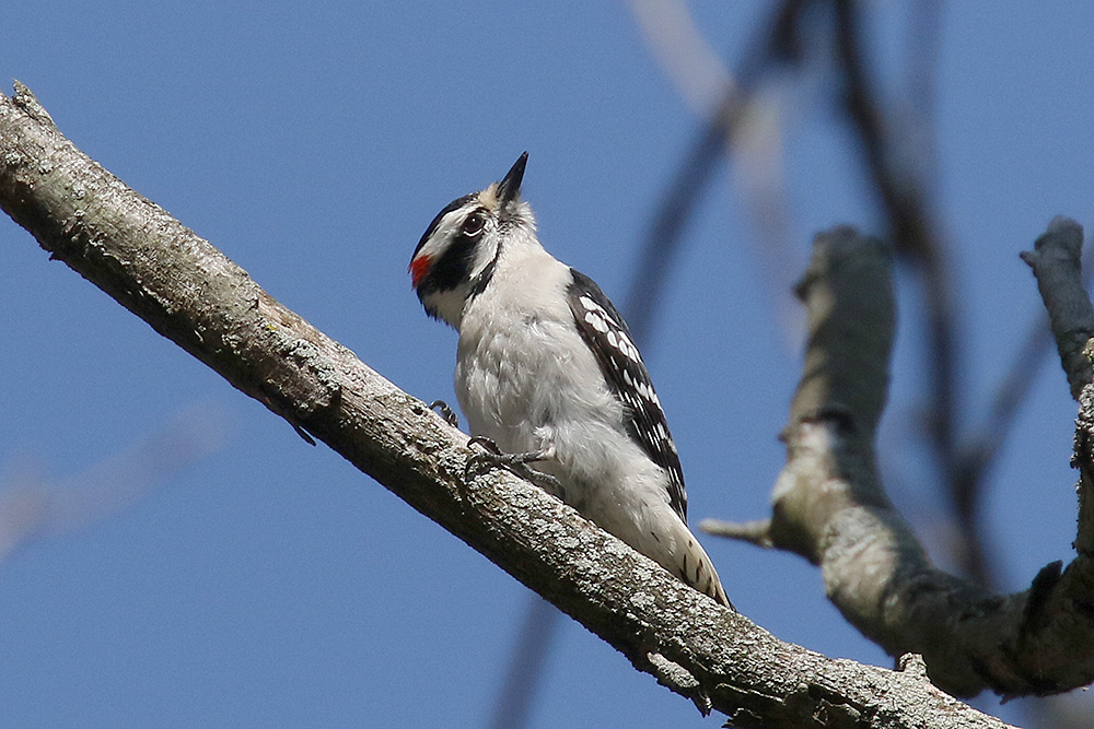 Downy Woodpecker by Mick Dryden