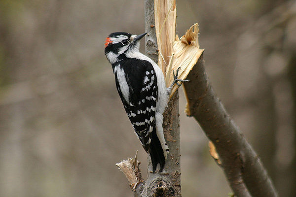 Downy Woodpecker by Mick Dryden