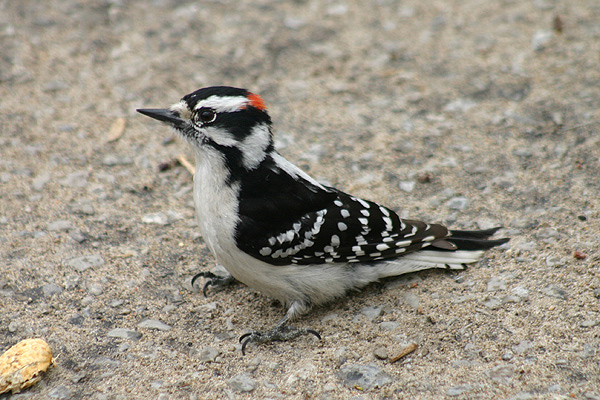 Downy Woodpecker by Mick Dryden