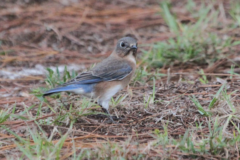 Eastern Bluebird by Miranda Collett