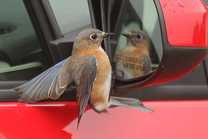 Eastern Bluebird by Mick Dryden