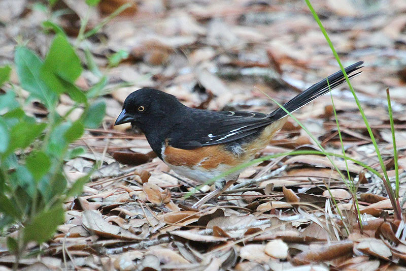 Eastern Towhee by Miranda Collett