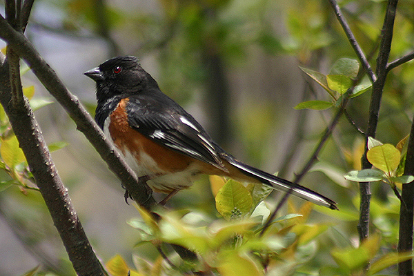 Eastern Towhee by Mick Dryden