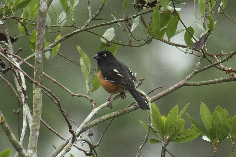 Eastern Towhee by Mick Dryden