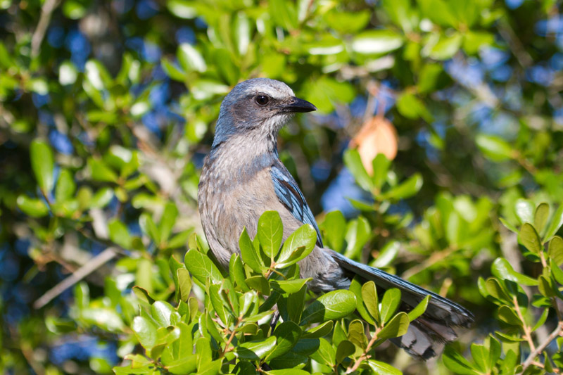 Florida Scrub Jay by Miranda Collett