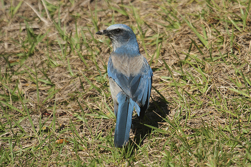 Florida Scrub Jay by Mick Dryden