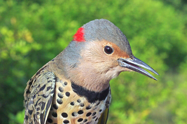 Northern Flicker by Georg Hentsch
