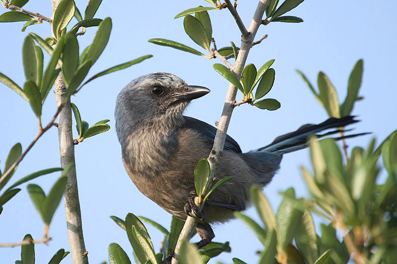 Florida Scrub Jay by Miranda Collett