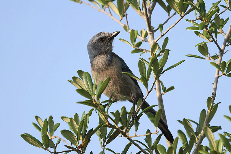 Florida Scrub Jay by Miranda Collett