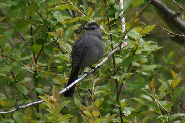 Gray Catbird by Mick Dryden