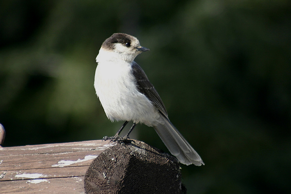 Gray Jay by Mick Dryden
