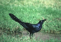 Great tailed Grackle by Mick Dryden