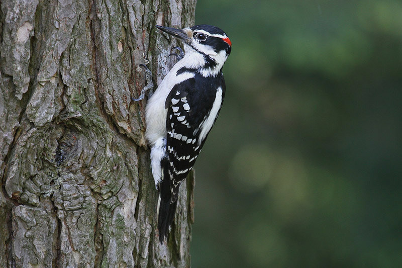 Hairy Woodpecker by Mick Dryden