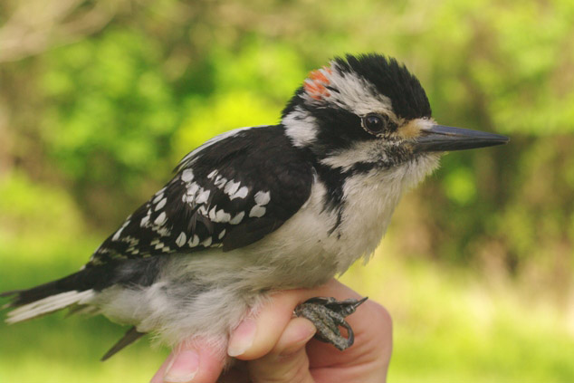 Hairy Woodpecker by Georg Hentsch