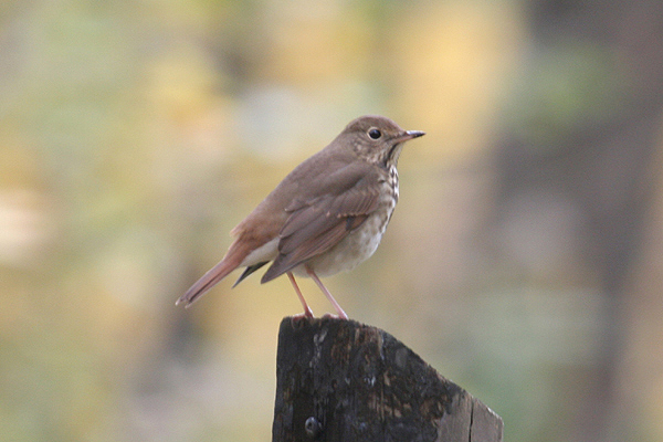 Hermit Thrush by Mick Dryden