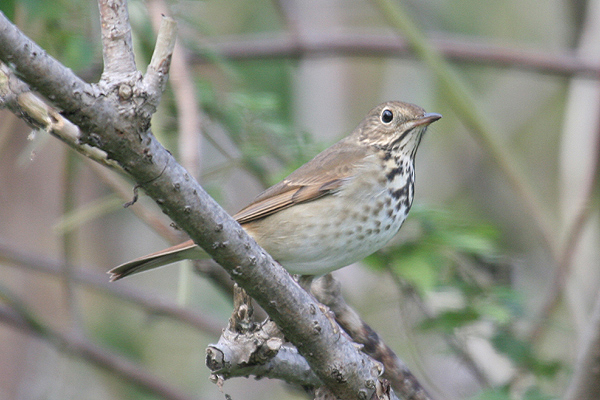 Hermit Thrush by Mick Dryden