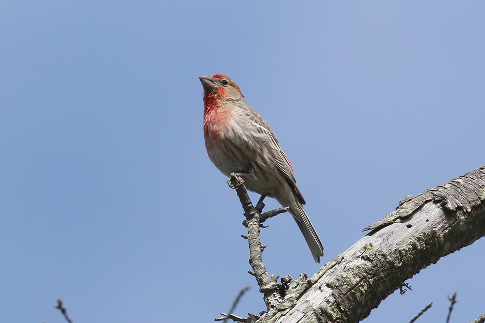 House Finch by Mick Dryden