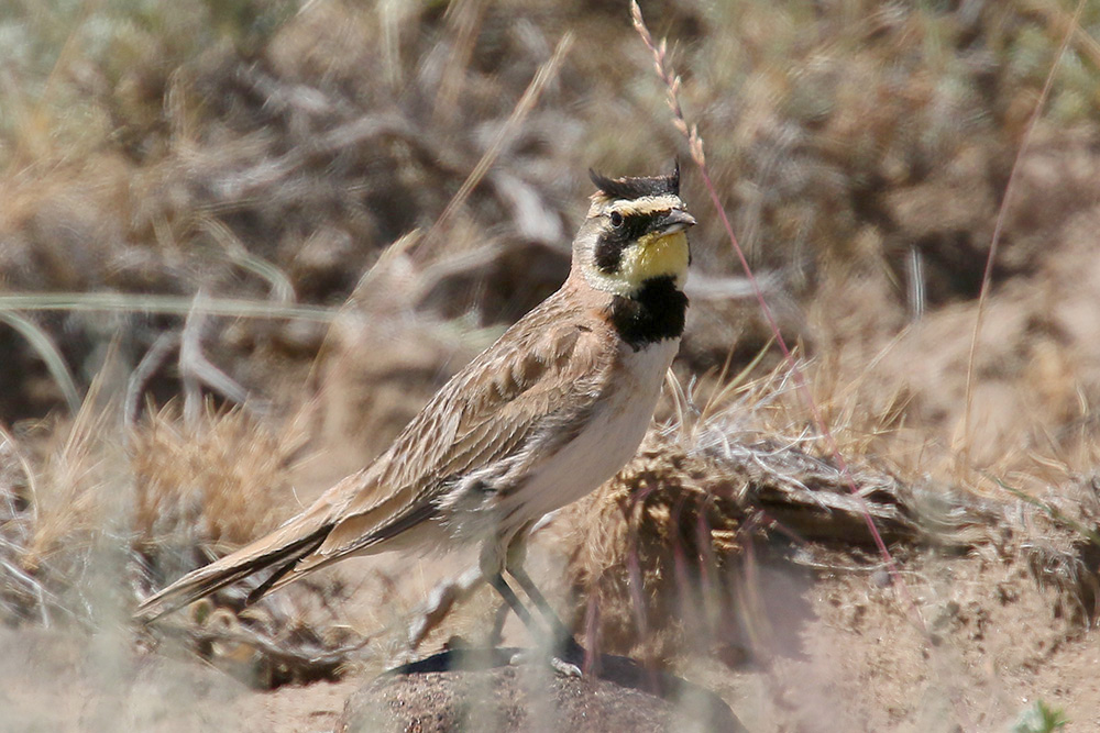 Horned Lark by Mick Dryden