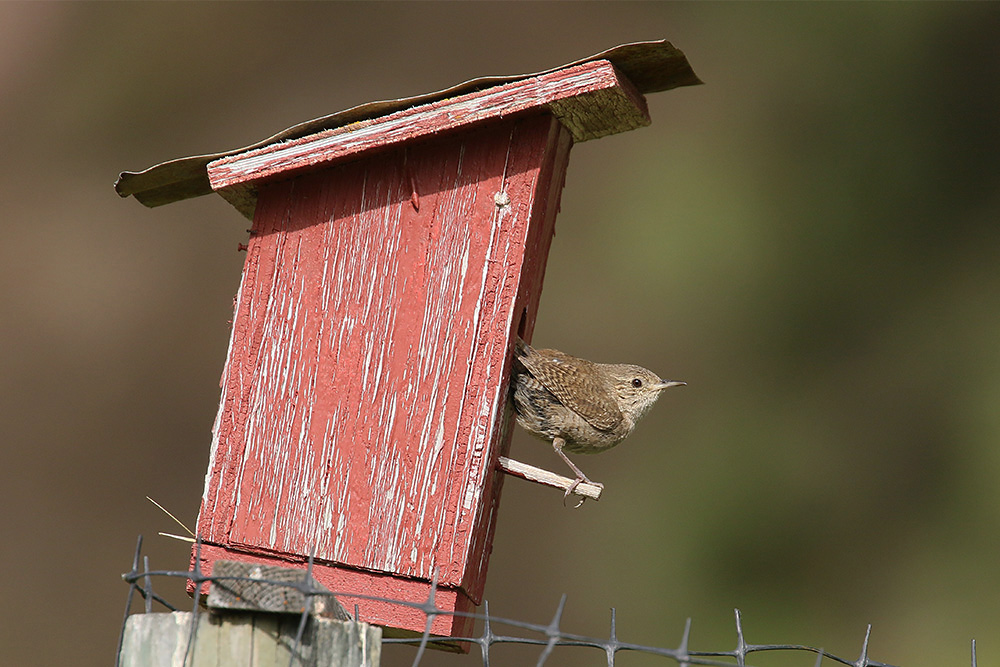 House Wren by Mick Dryden