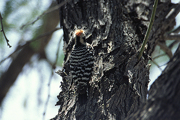 Ladder backed Woodpecker by Mick Dryden