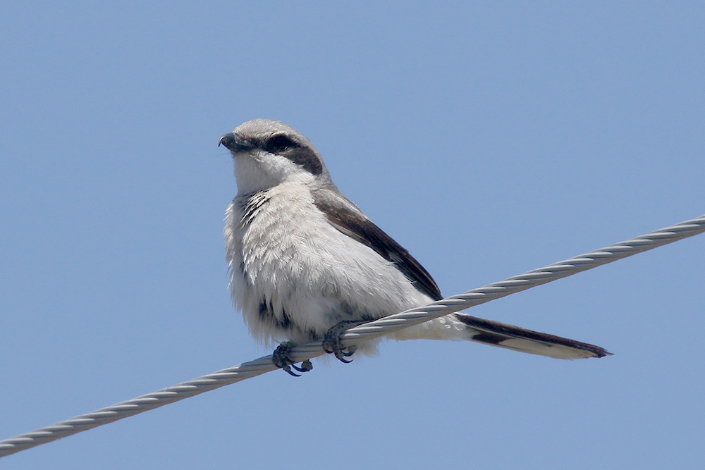 Loggerhead Shrike by Mick Dryden