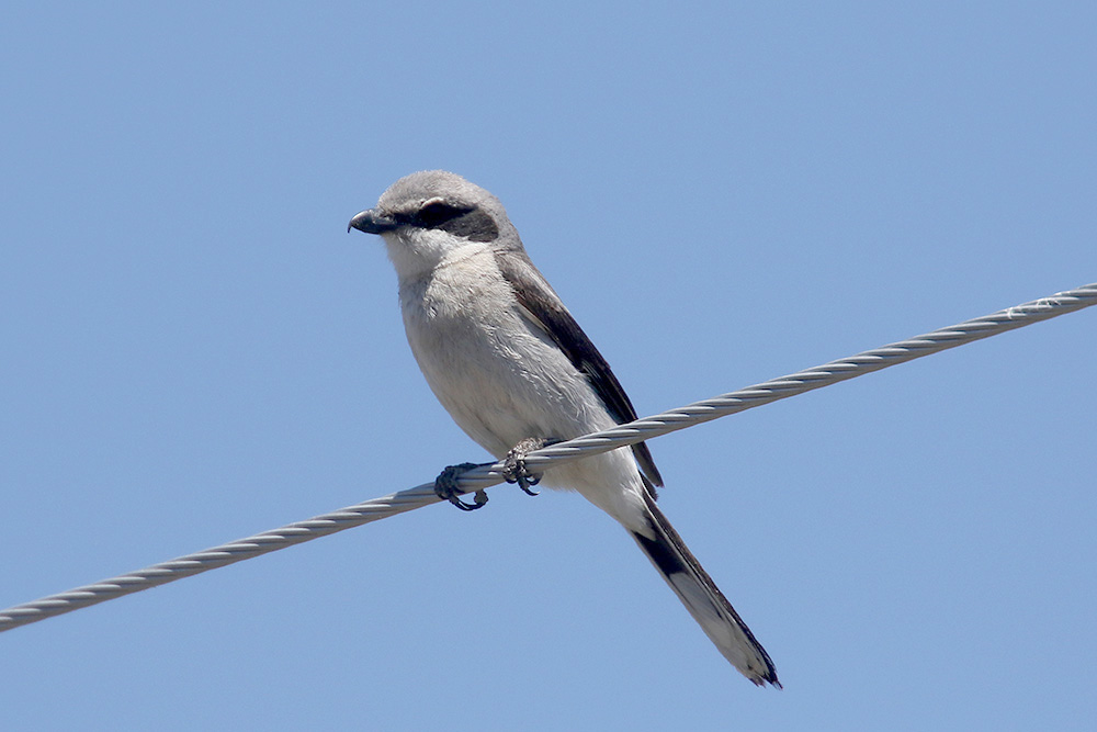 Loggerhead Shrike by Mick Dryden